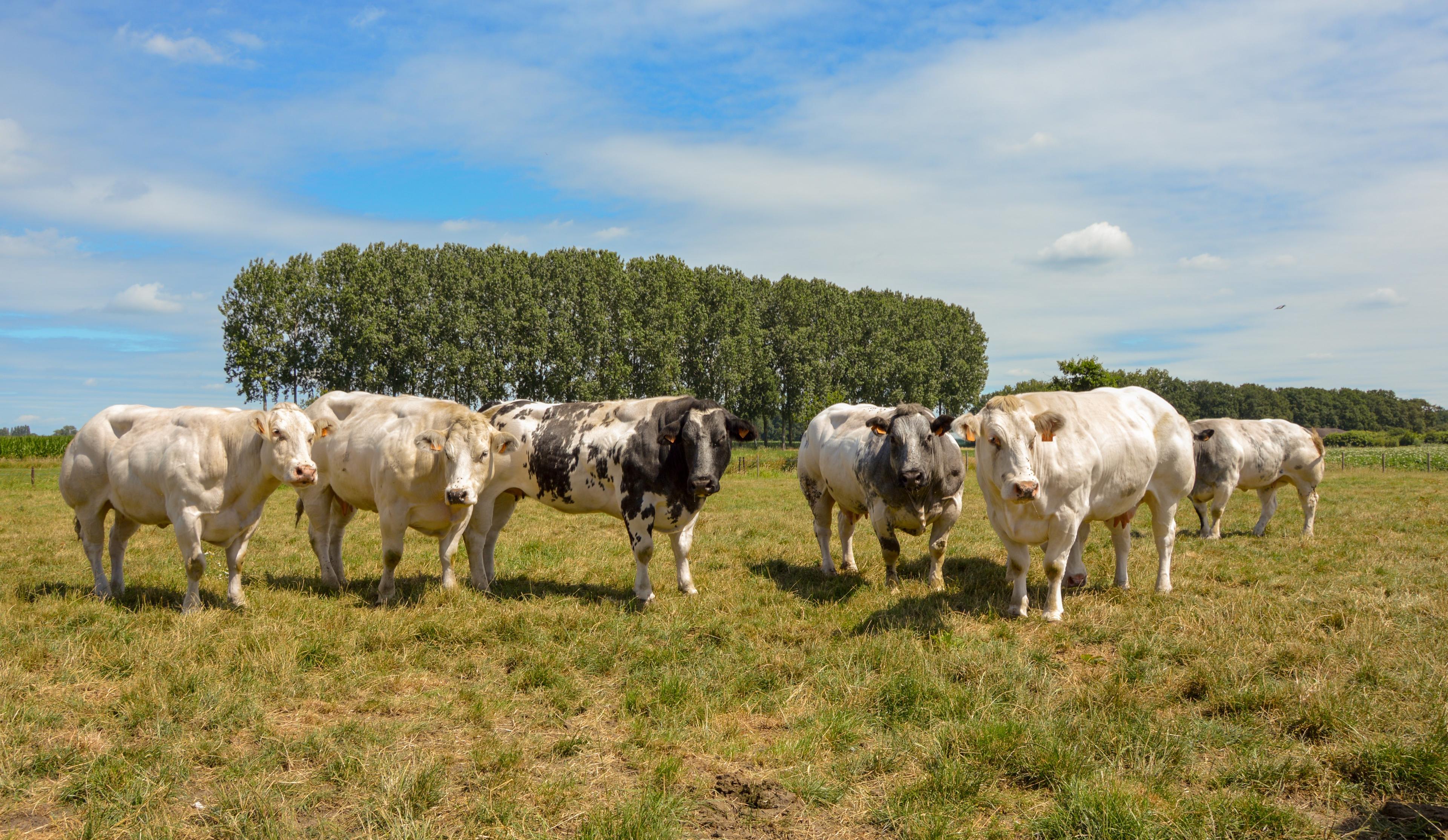 Atelier Pure hoeveslagerij